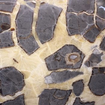 Septarian nodule close up