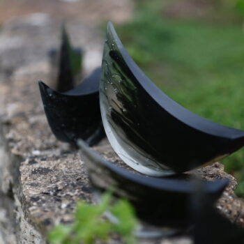 Amsel galia