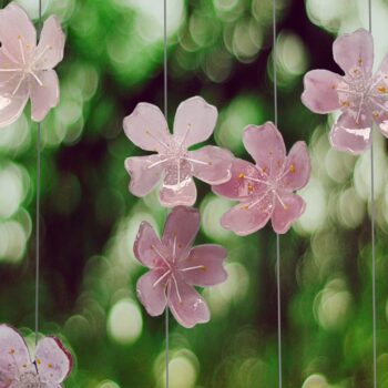 Fleeting Cherry Blossoms